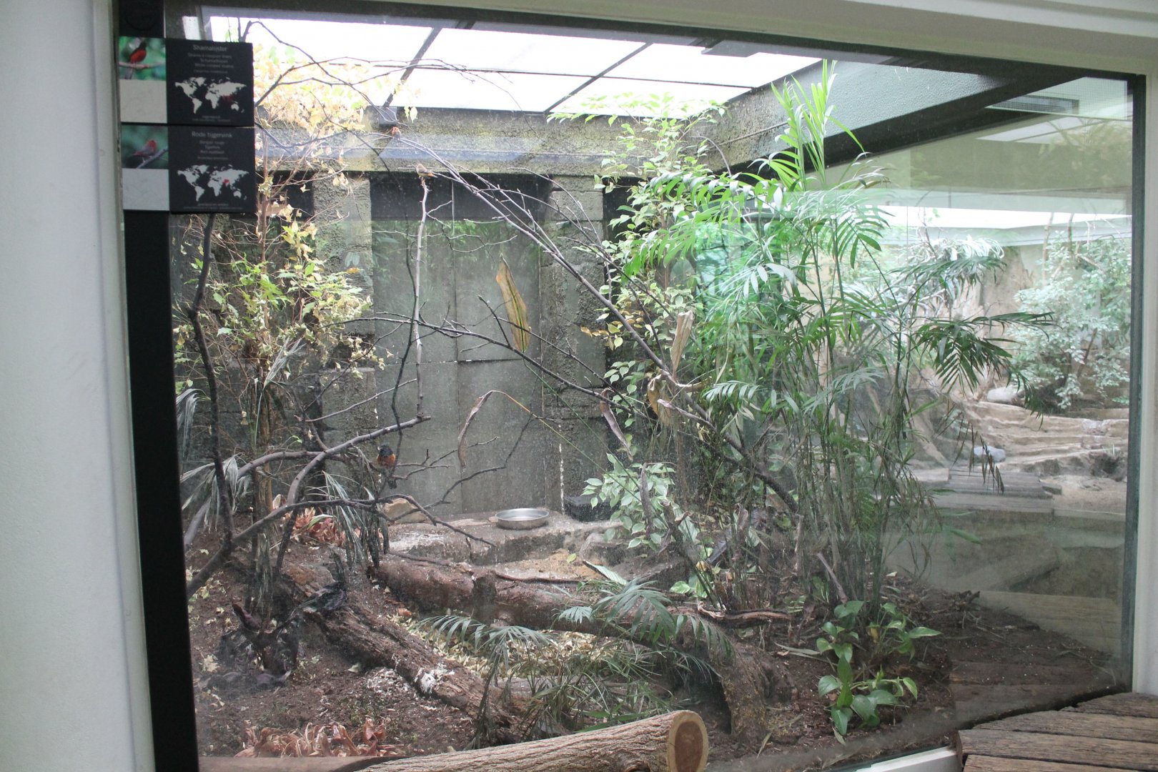 Aviary Shama - Avadavat