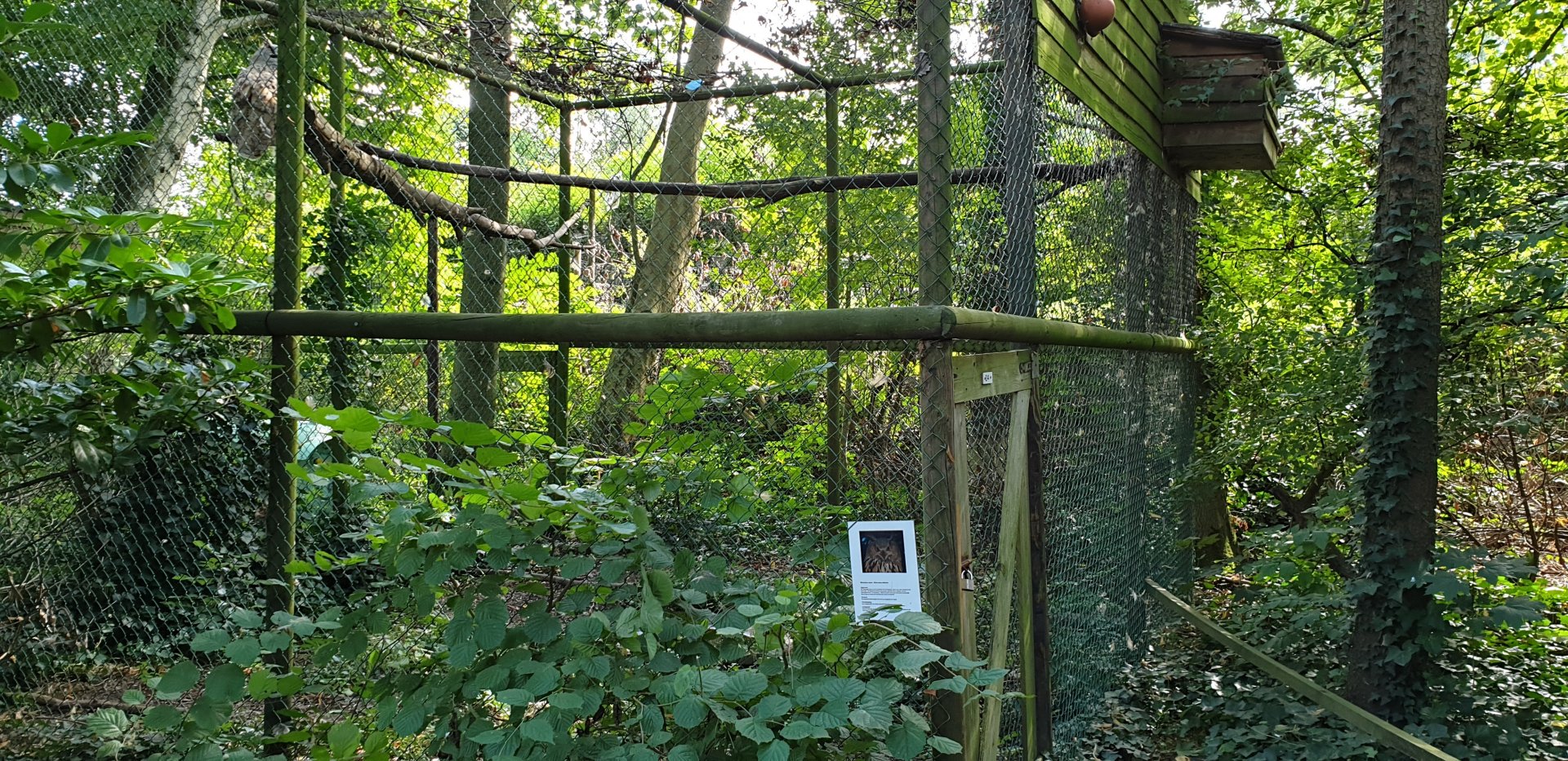Aviary Siberian eagle-owl