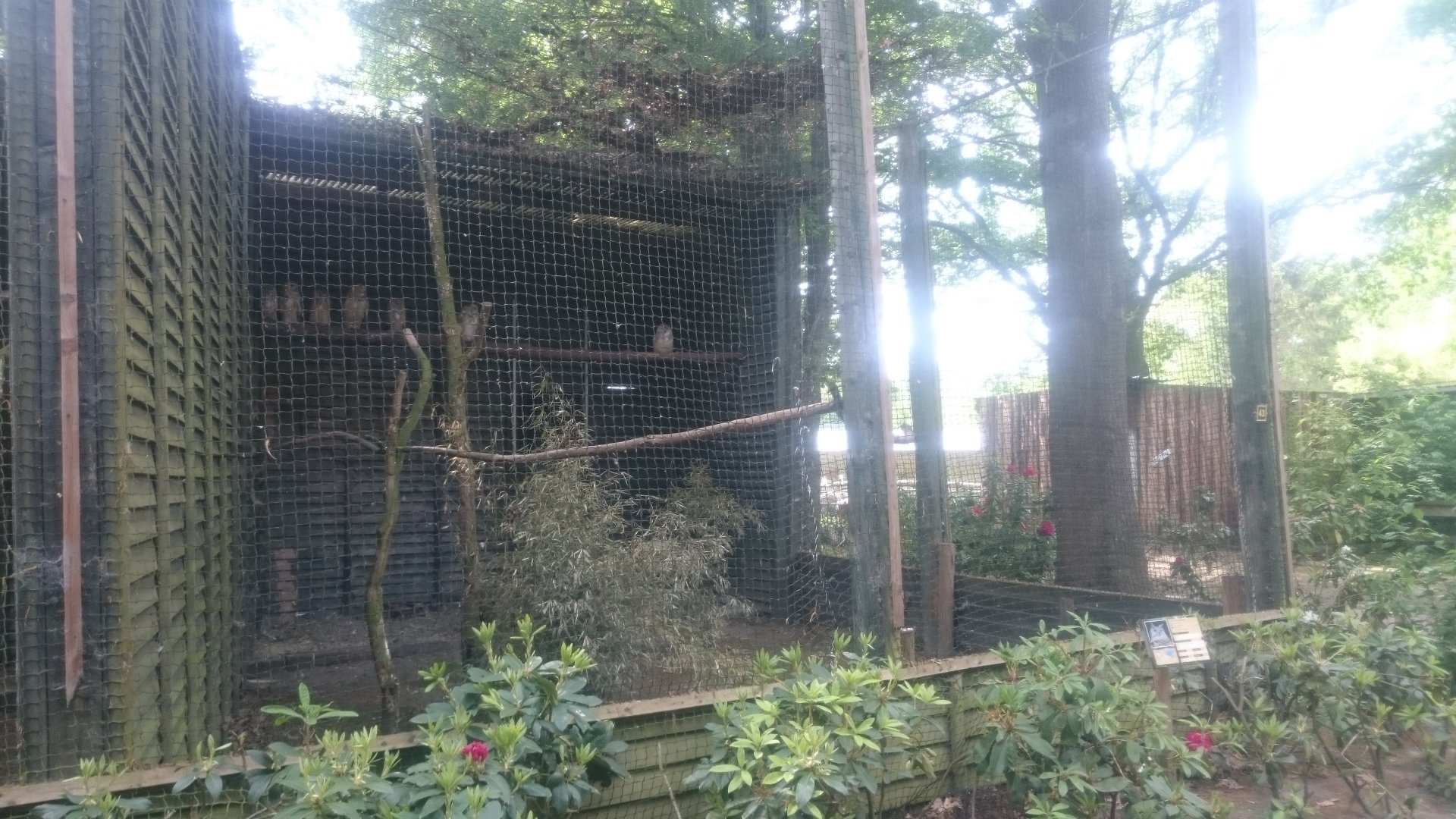 Aviary Siberian eagle-owls