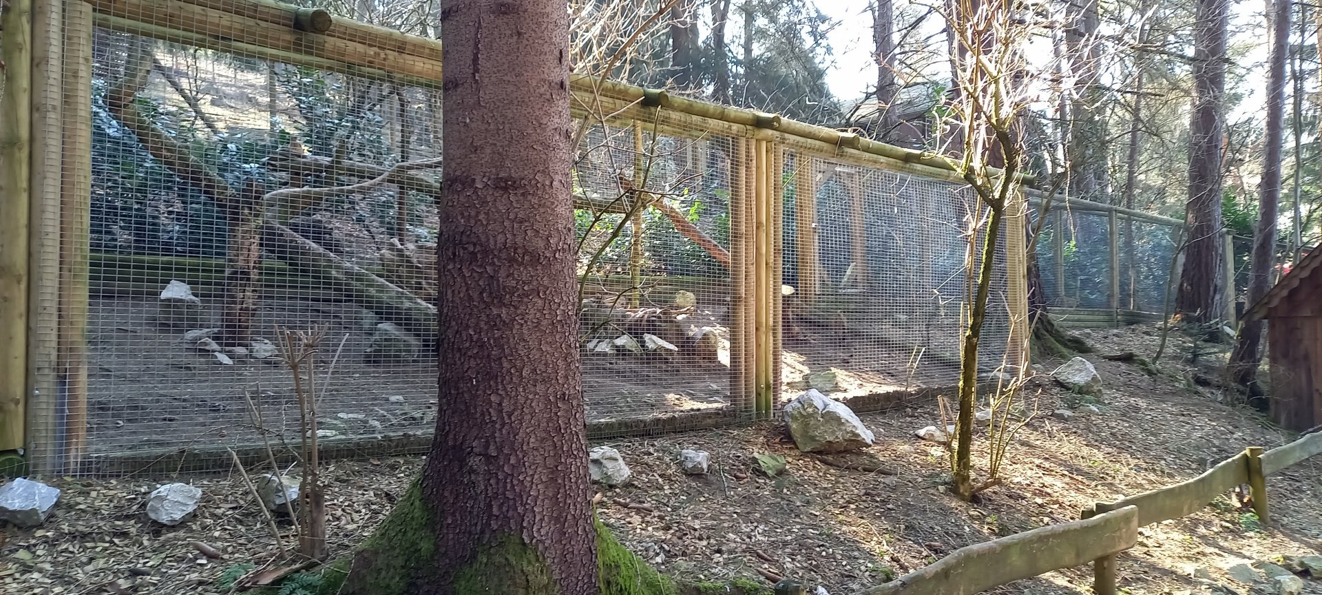 Aviary Silver pheasant - Turkey - Peacock