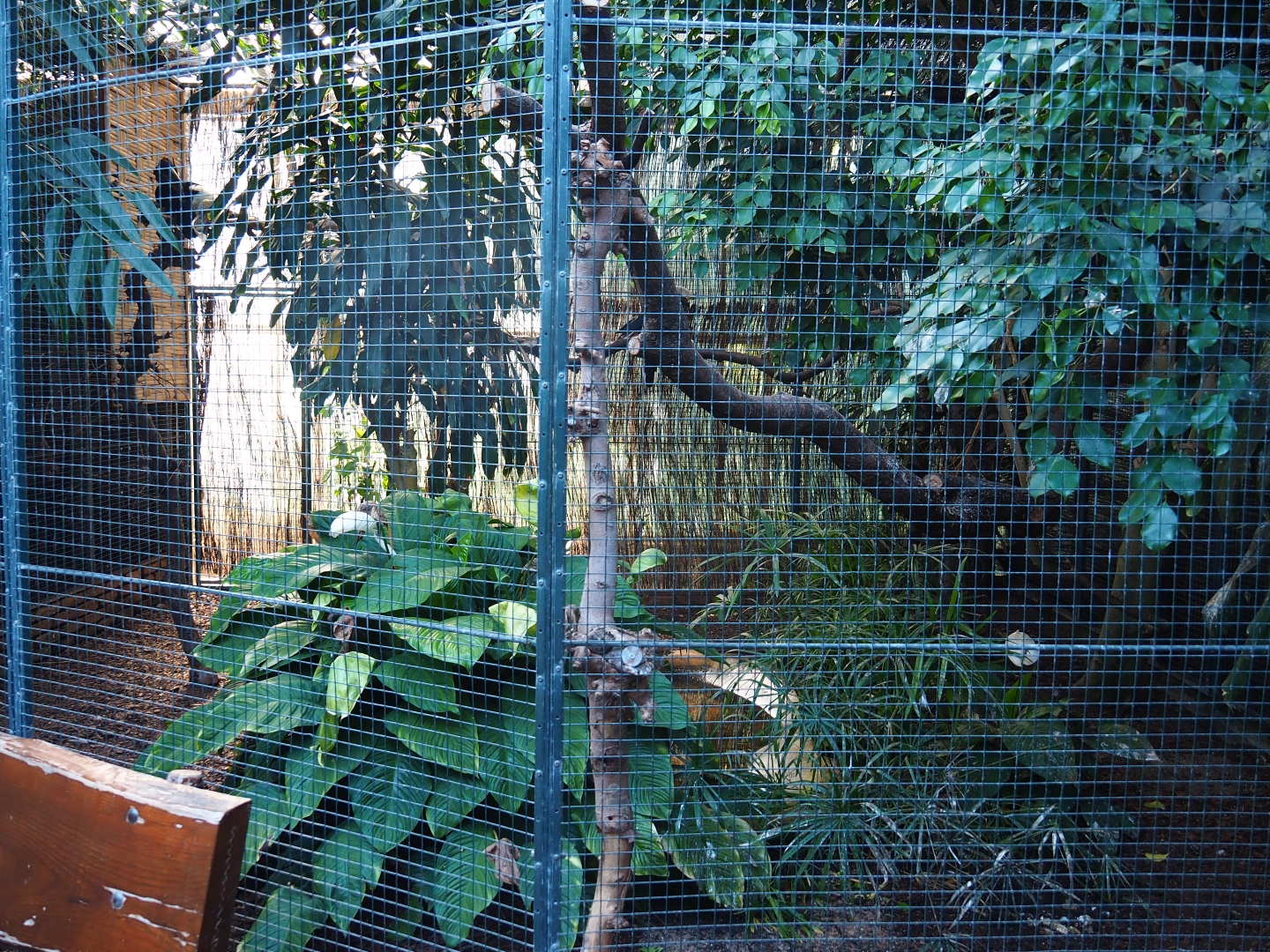 Aviary silvery-cheeked hornbill (Sep 2nd, 2018)