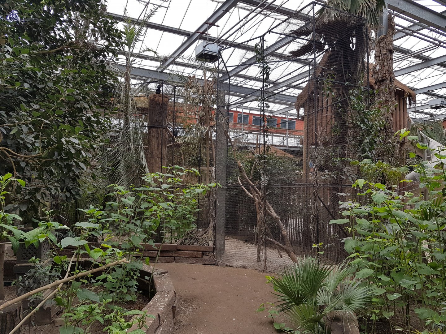 Aviary Silvery-cheeked hornbill