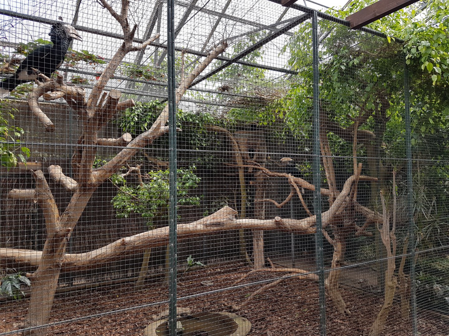 Aviary Silvery-cheeked hornbill