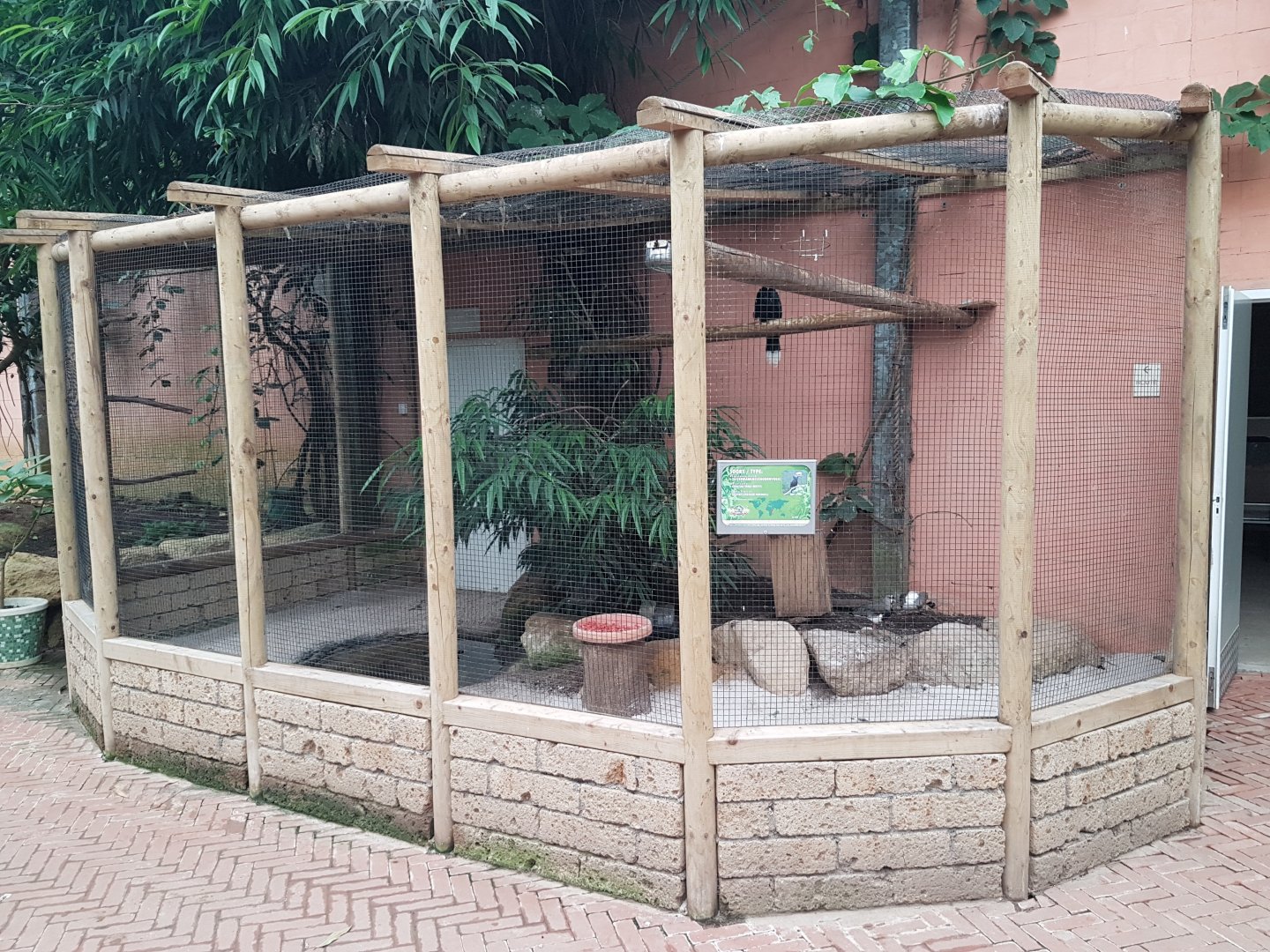 Aviary Silvery-cheeked hornbill