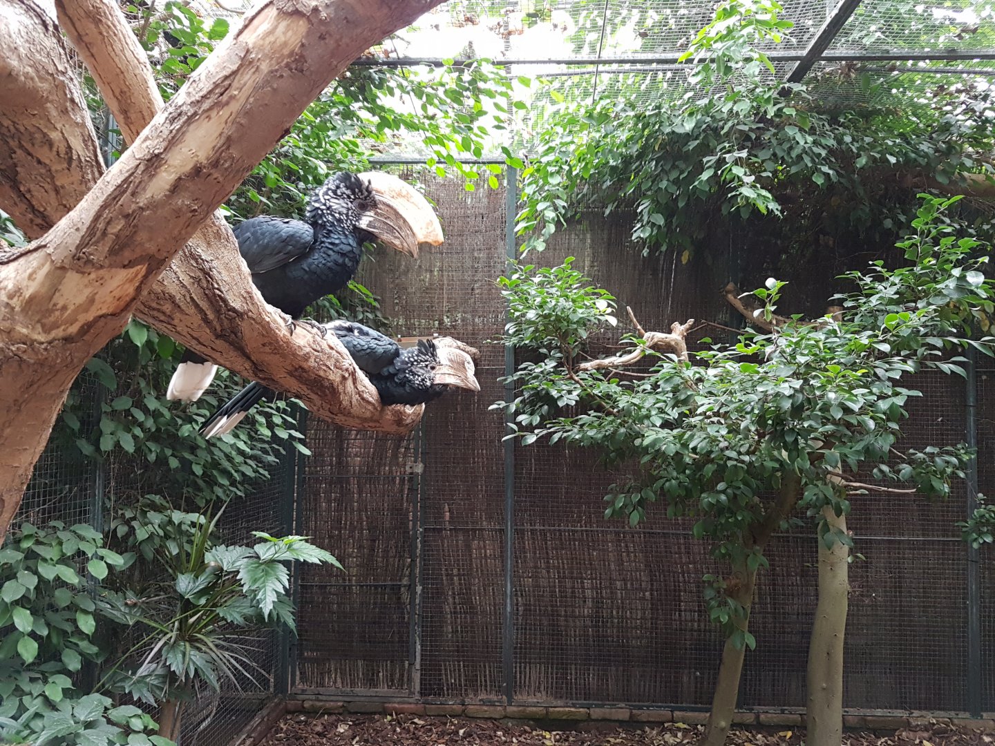 Aviary Silvery-cheeked hornbill