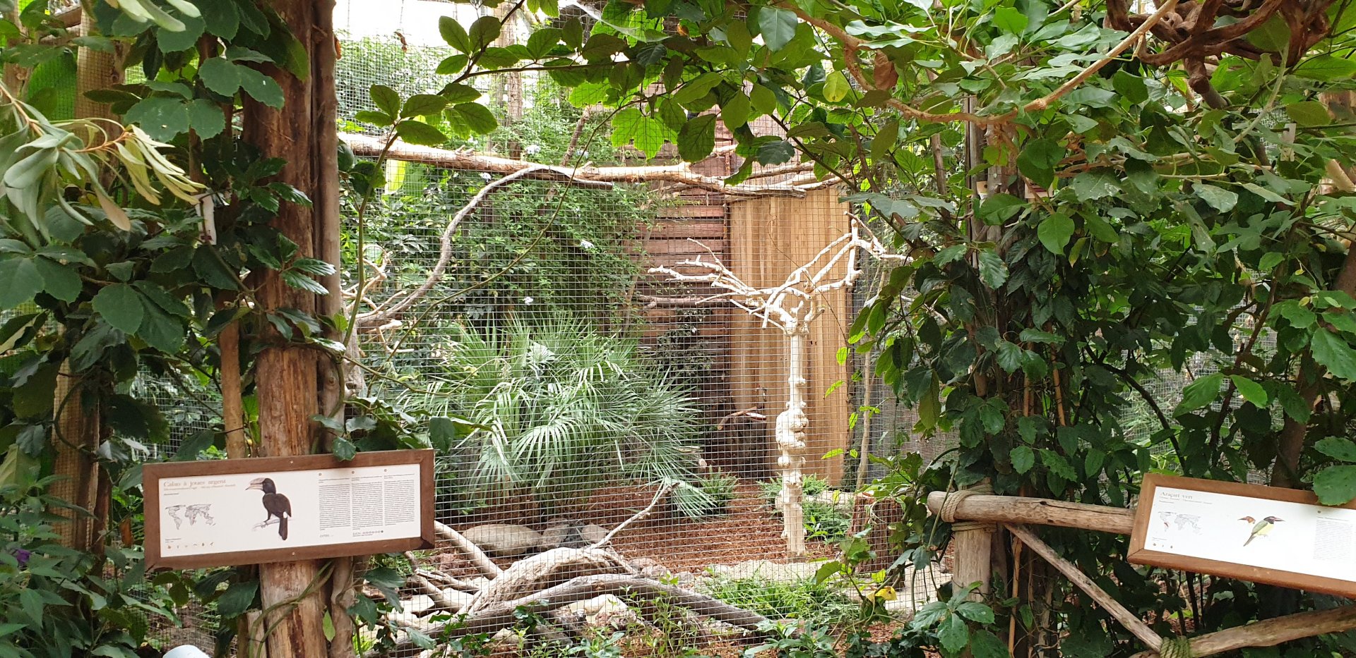 Aviary Silvery-cheeked hornbill