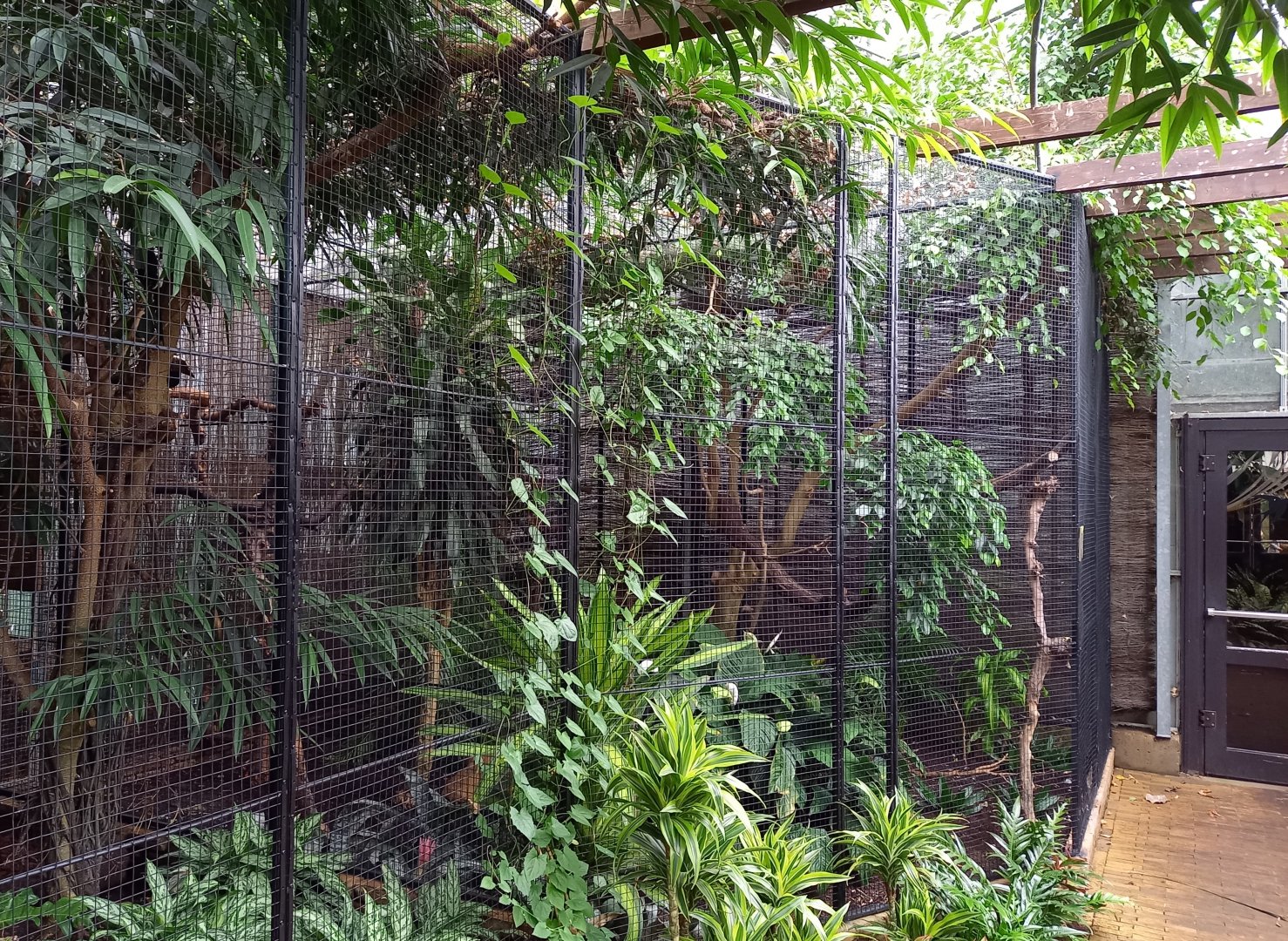 Aviary Silvery-cheeked hornbill