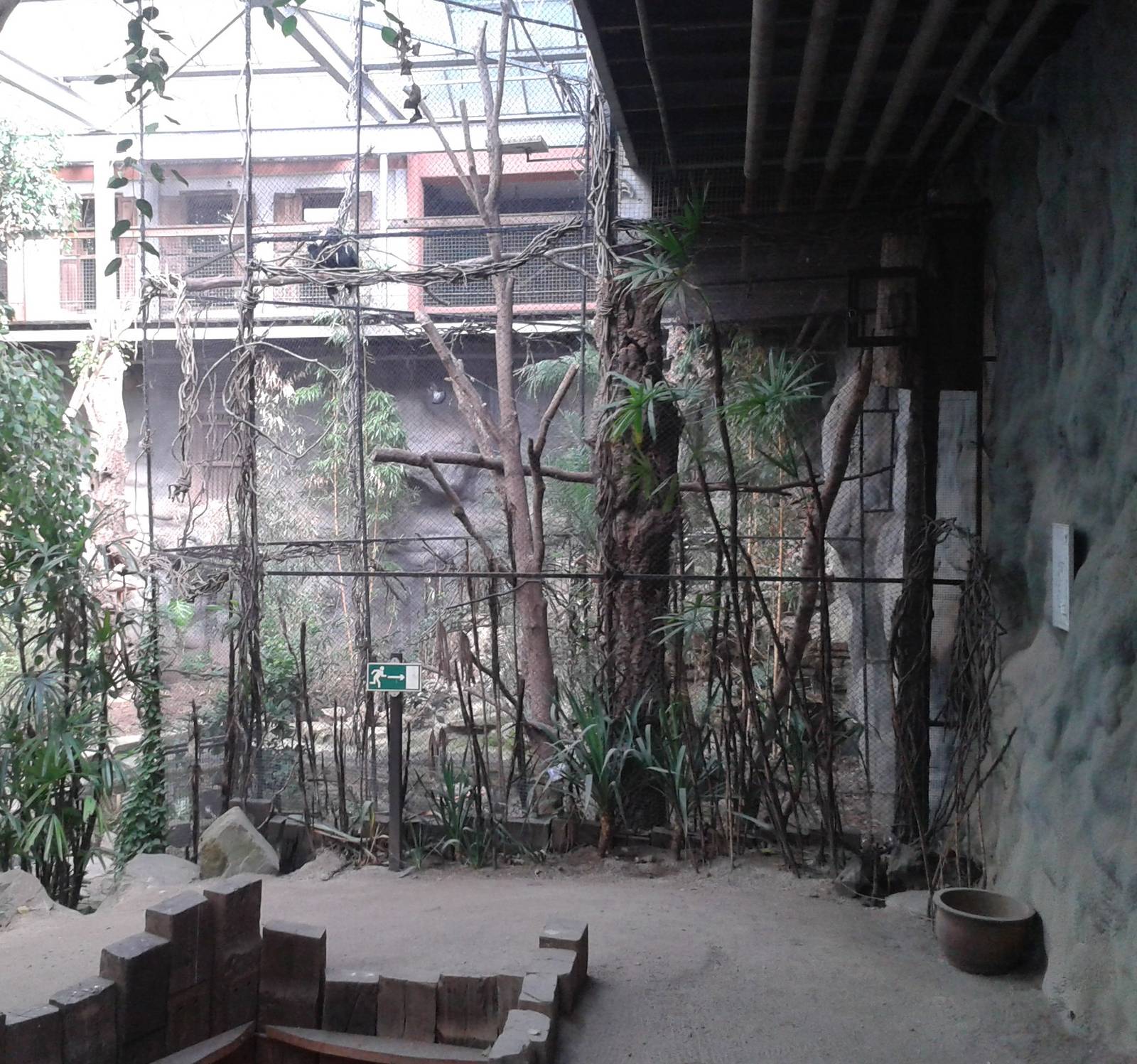 Aviary Silvery-cheeked hornbills