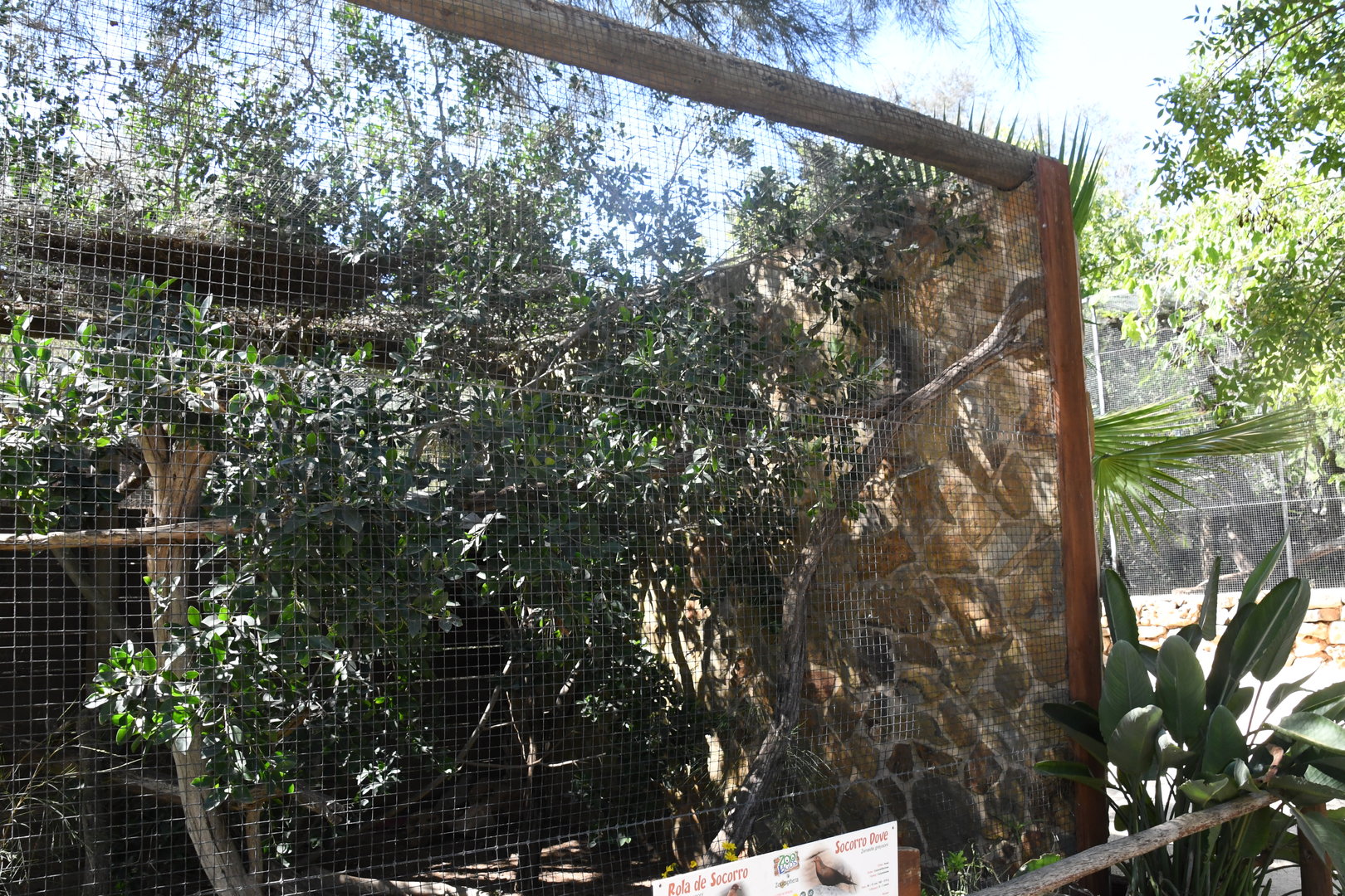 Aviary (Soccoro Dove)