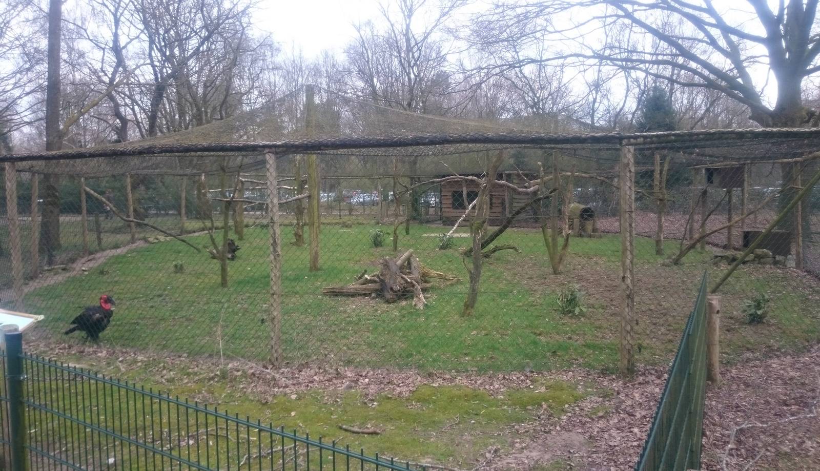 Aviary Southern ground hornbill
