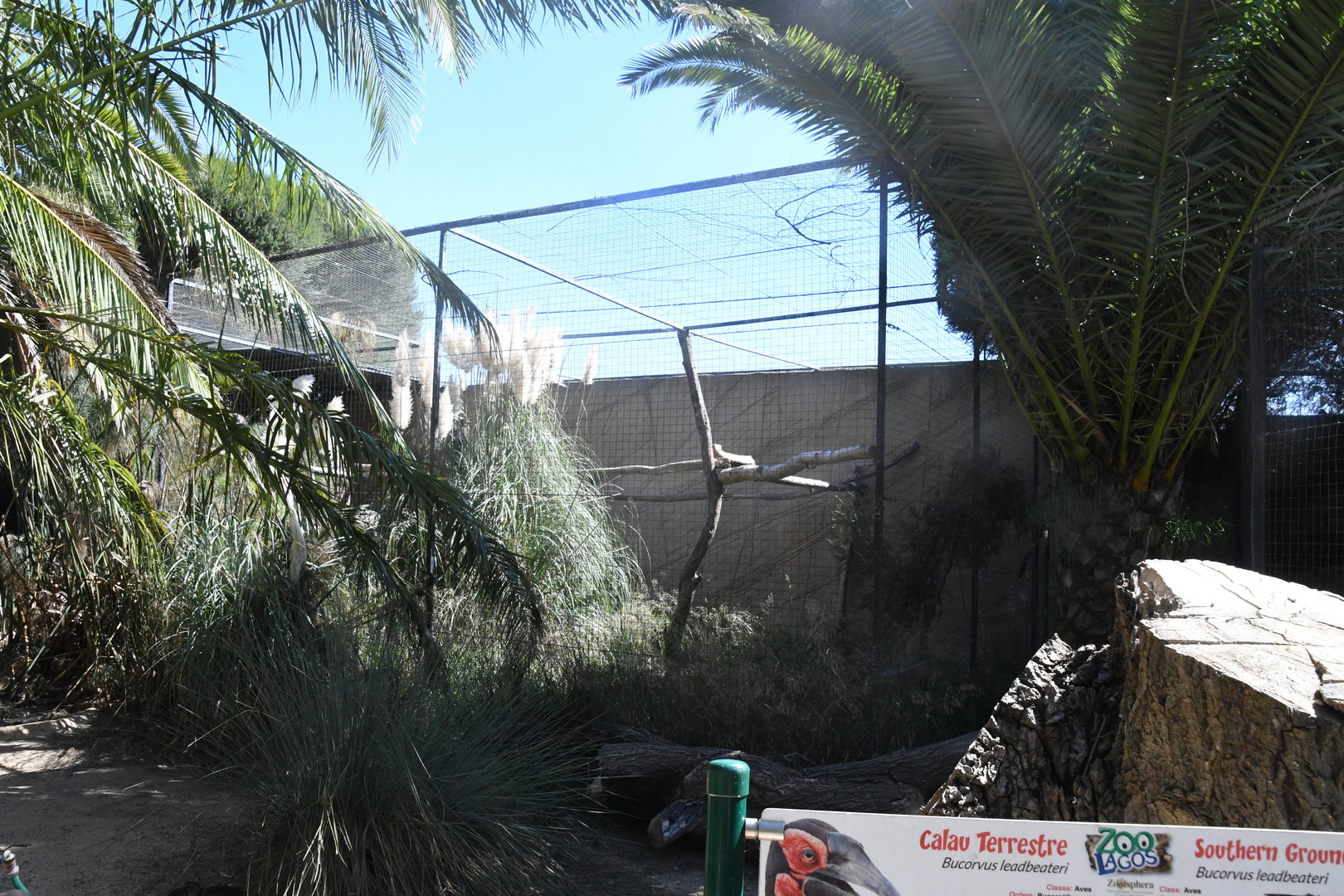 Aviary (Southern Ground Hornbill)