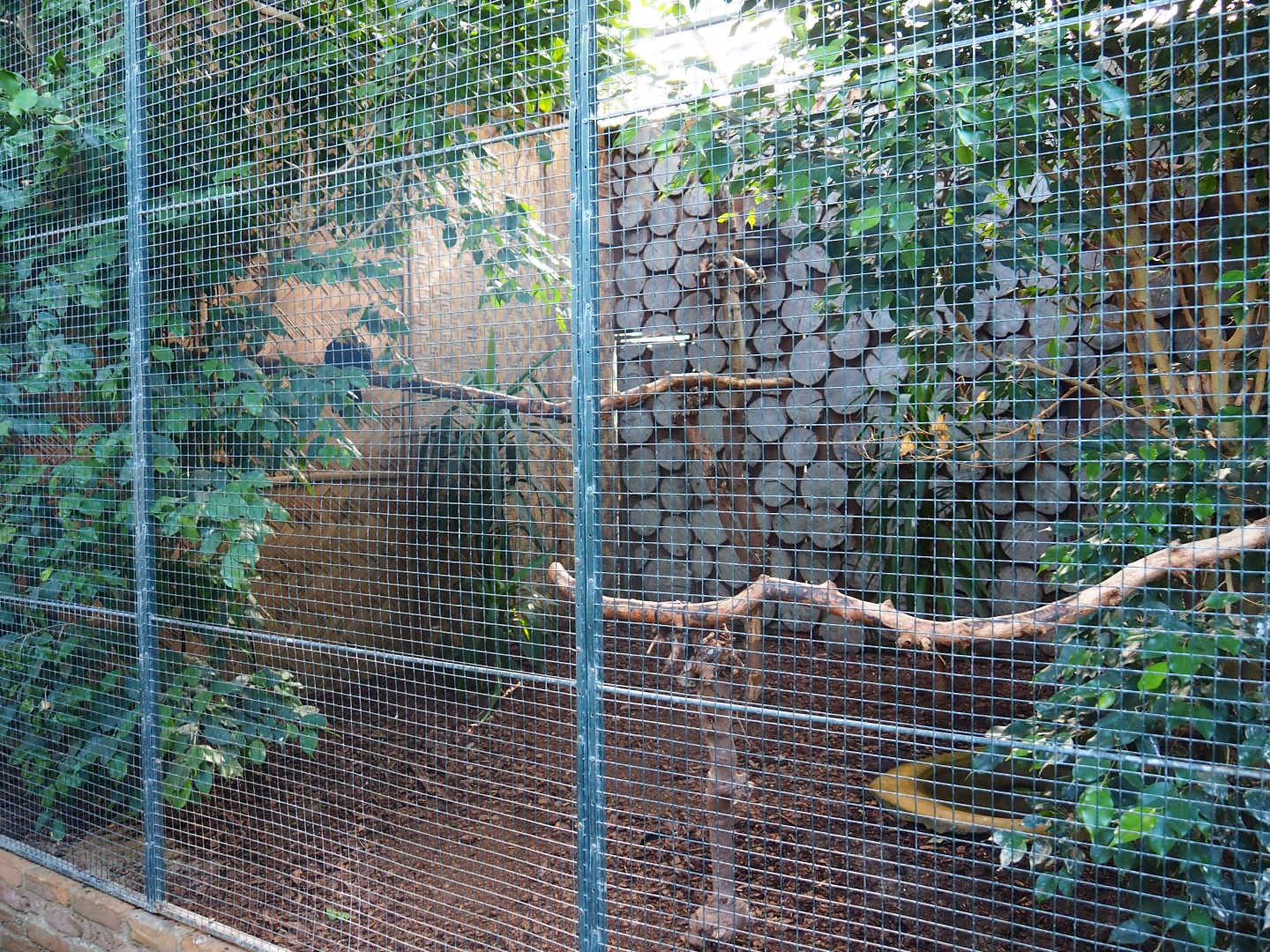 Aviary Southern Sulawesi tarictic hornbill (Sep 2nd, 2018)