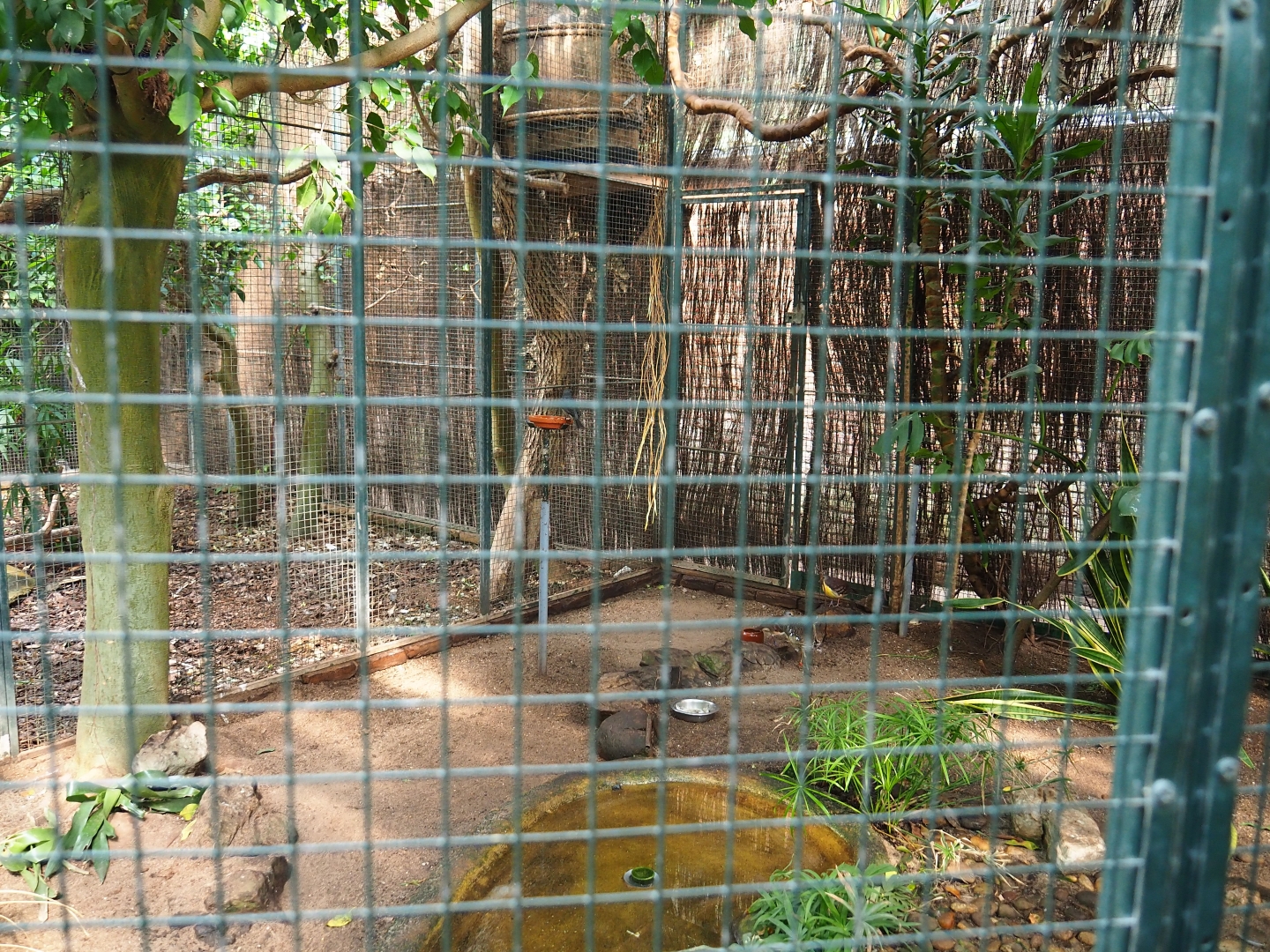 Aviary Spangled cotinga - Sunbittern - Cinnamon ground dove (Sep 2nd, 2018)