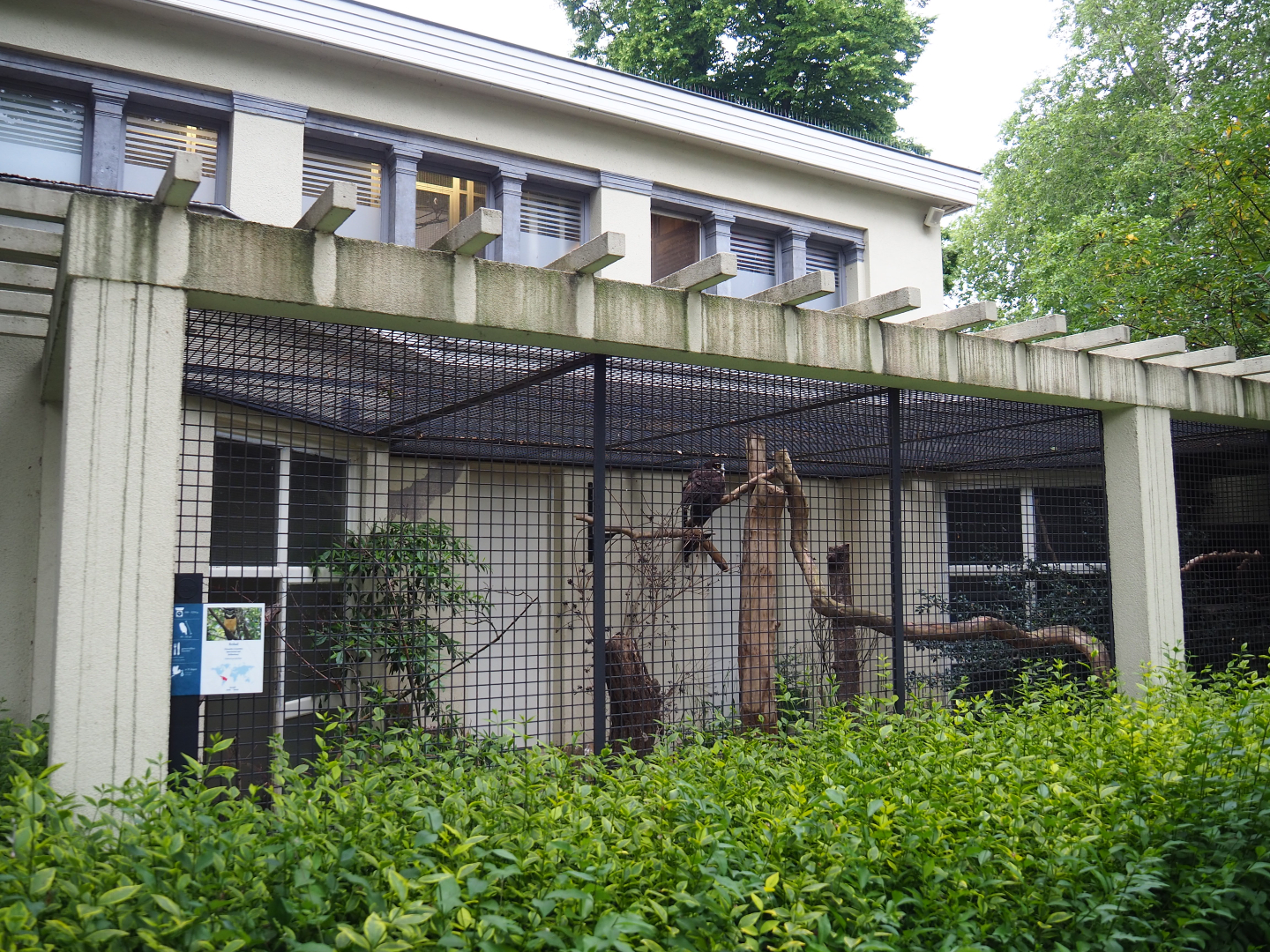 Aviary spectacled owl, 2020-06-28