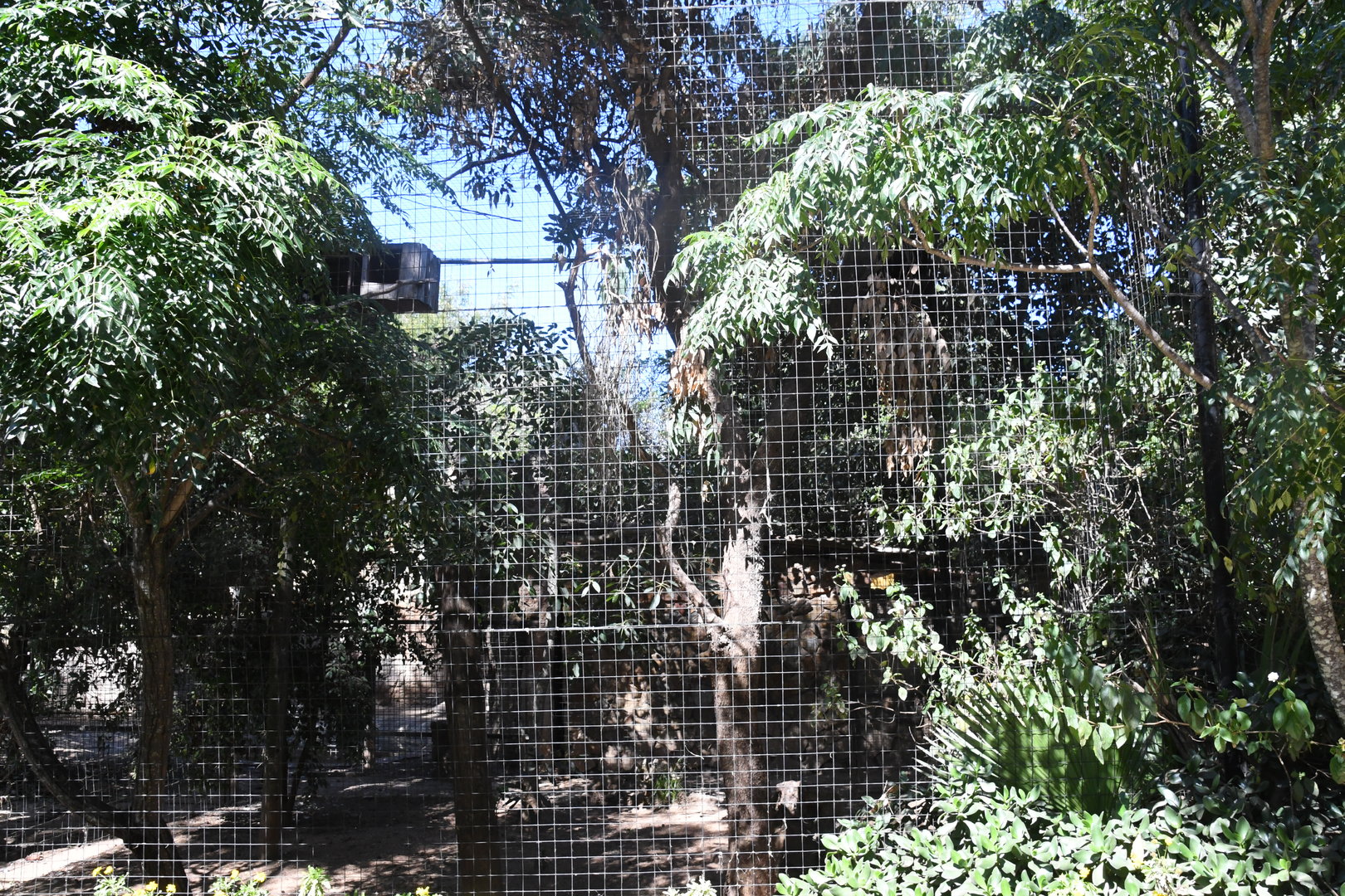 Aviary (Spectacled Owls)