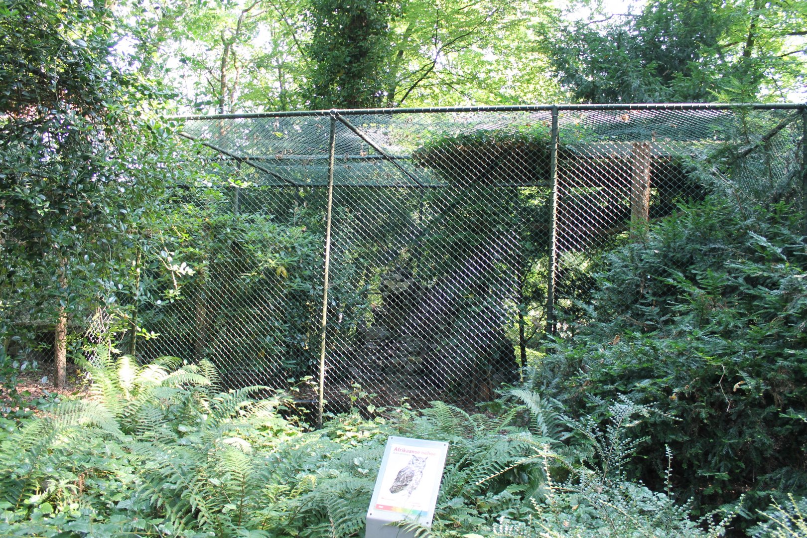 Aviary Spotted eagle-owl