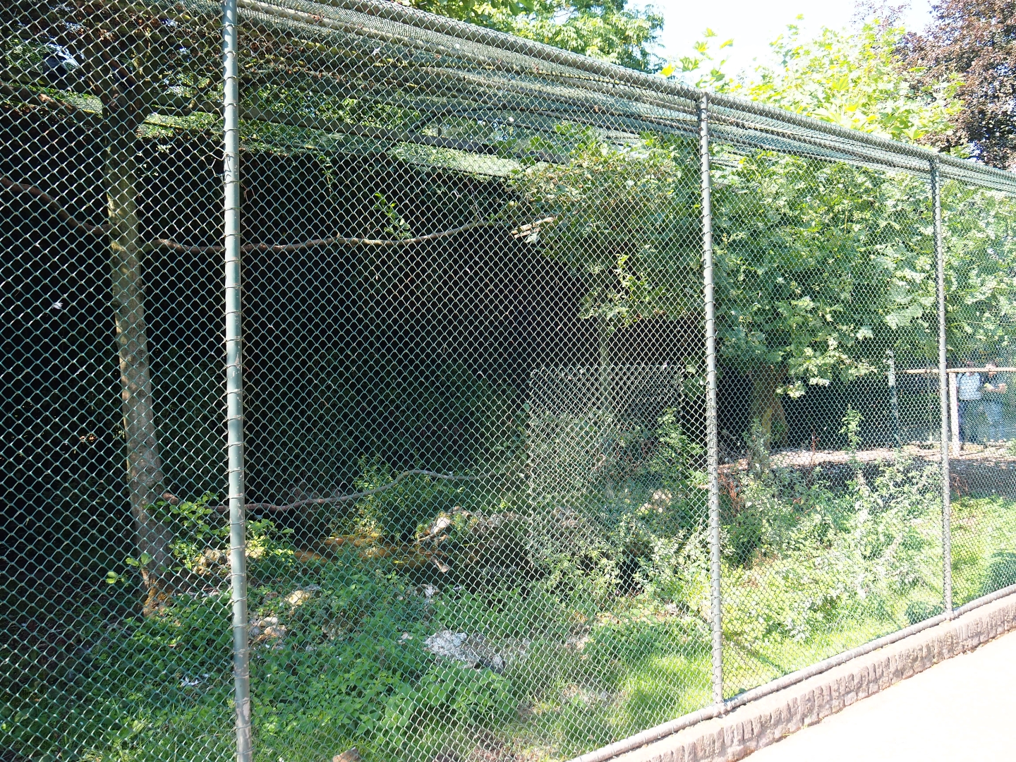 Aviary Steller's sea eagle (Sep 2nd, 2018)