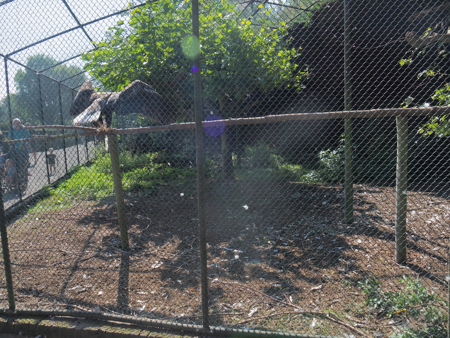 Aviary Steller's sea eagle (Sep 2nd, 2018)