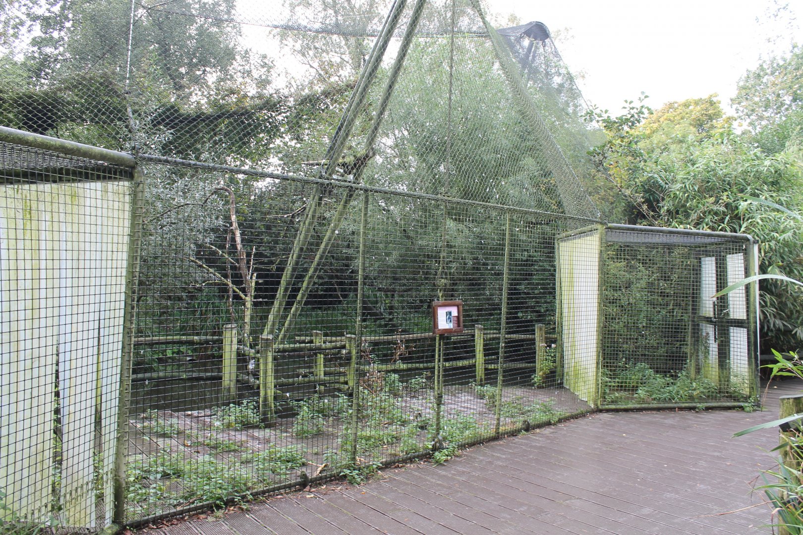 Aviary Stller sea-eagle