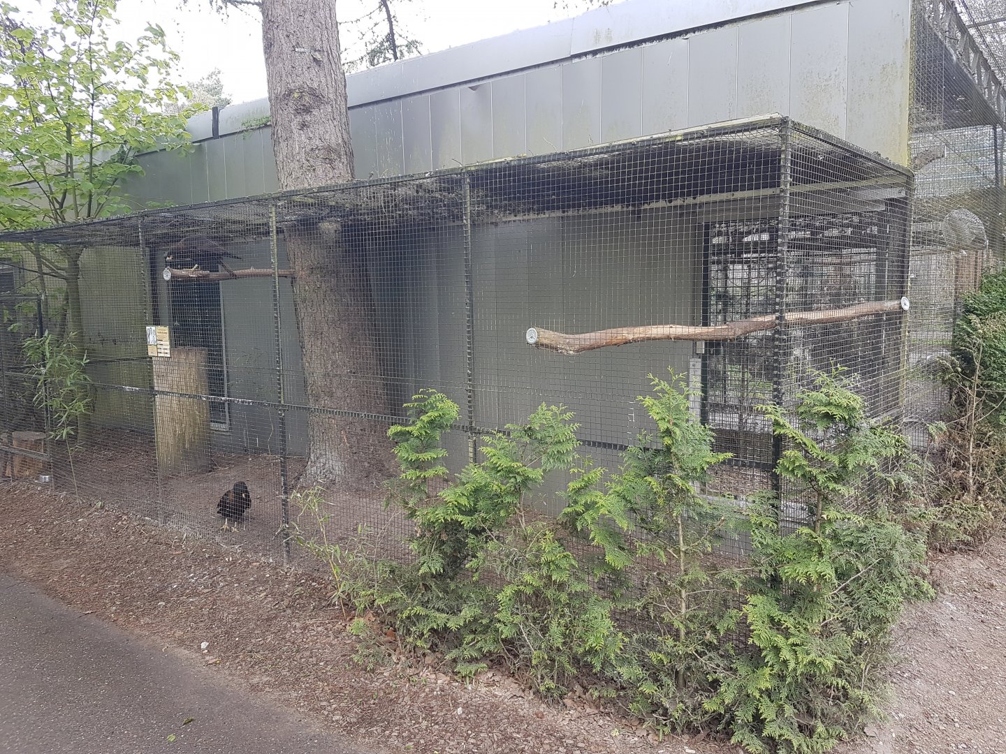 Aviary Striated caracara
