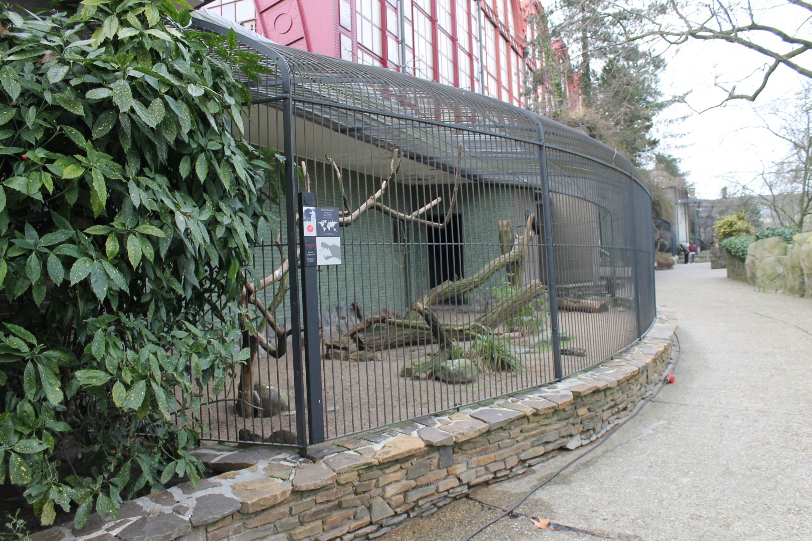 Aviary Striated caracara