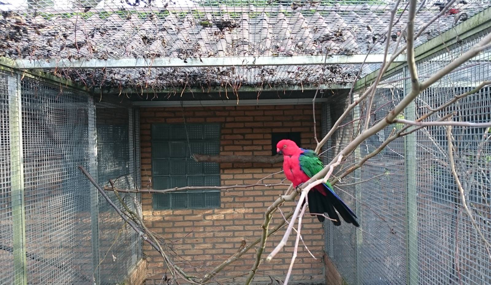 Aviary Sulawati king parrots