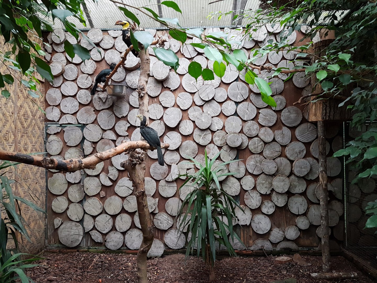 Aviary Sulawesi tarictic hornbill