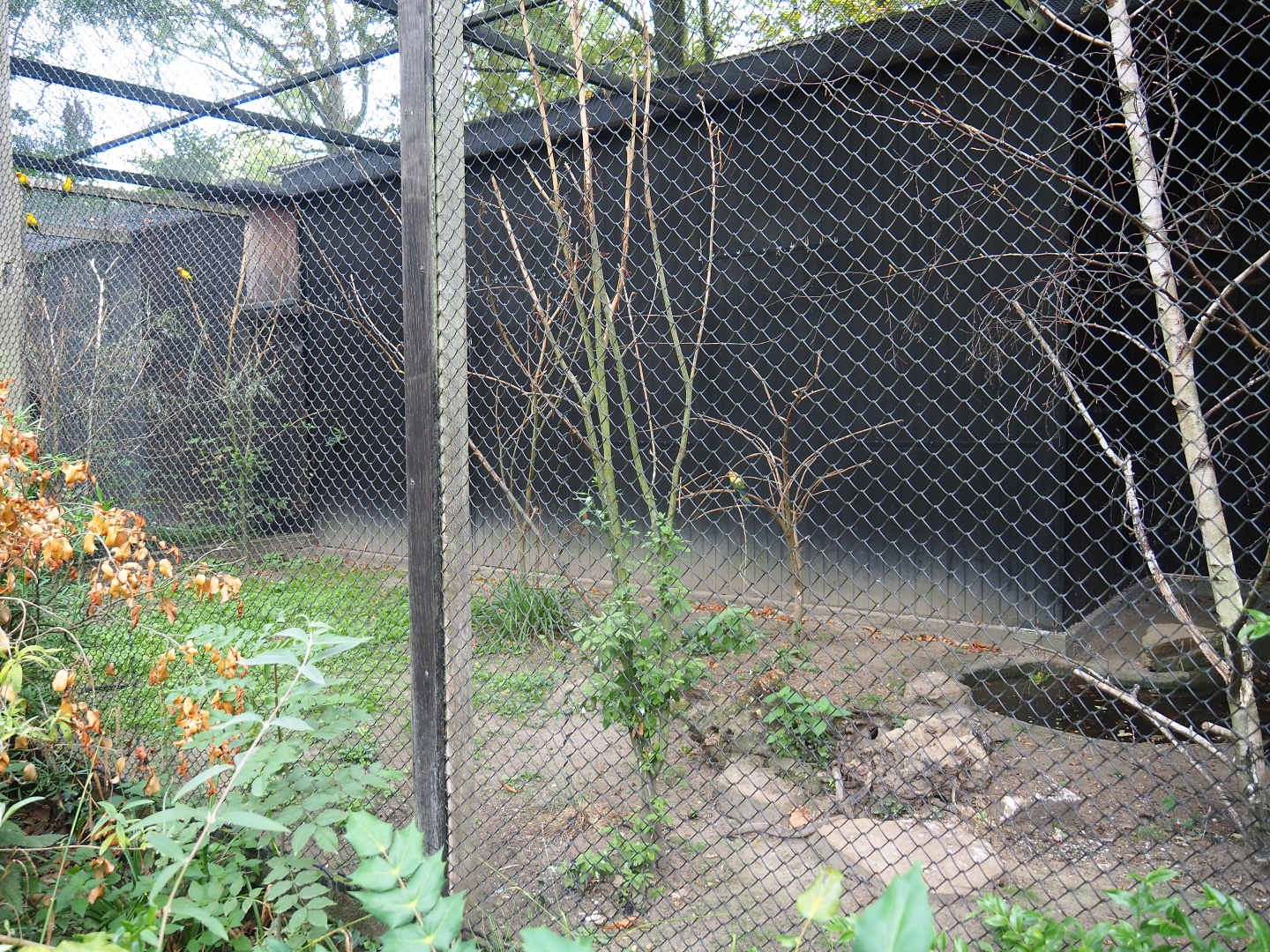 Aviary sun conure/crestless curassow/guira cuckoo