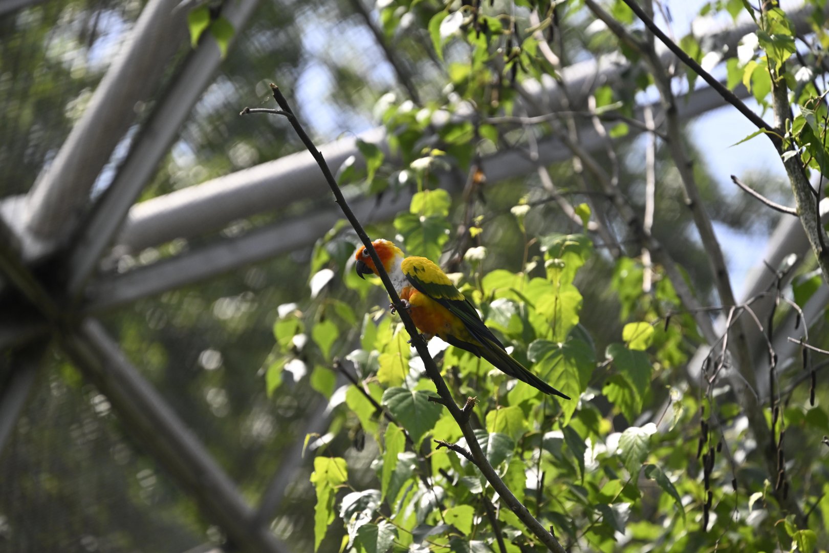 Aviary - Sun Parakeet (Aratinga solstitialis)