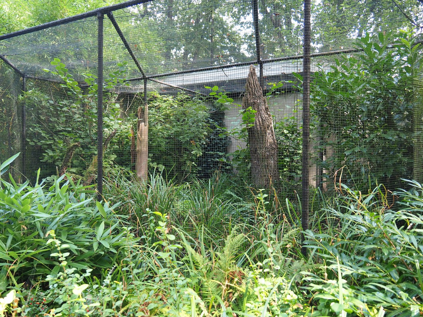 Aviary Superb fruit dove - Grosbeak starling (Sep 16th, 2018)