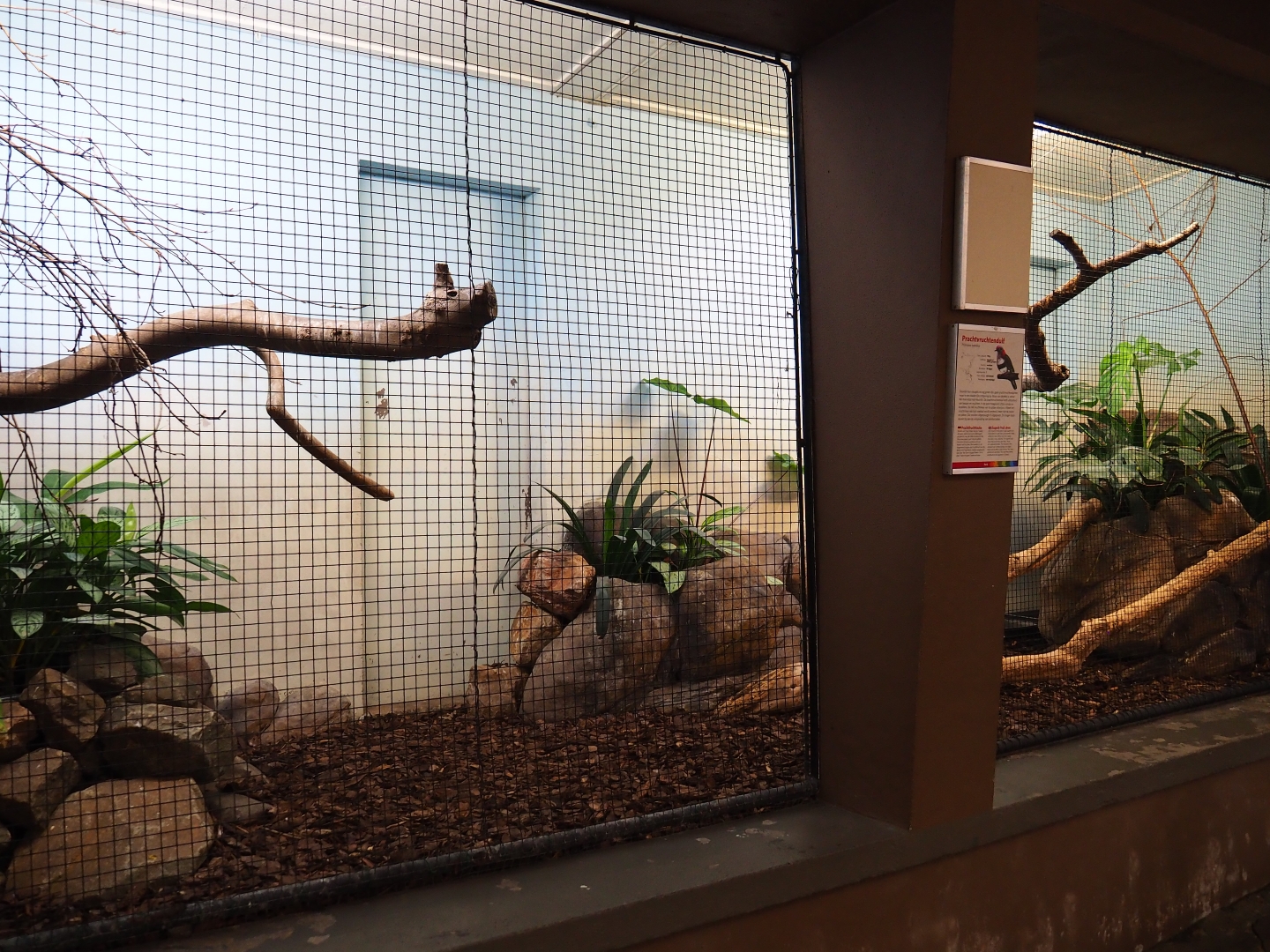 Aviary Superb fruit dove (Sep 16th, 2018)