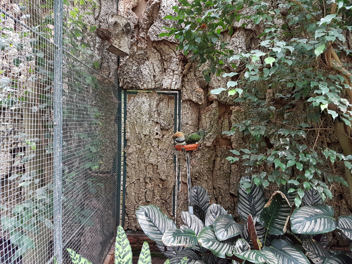 Aviary Superb fruit-dove