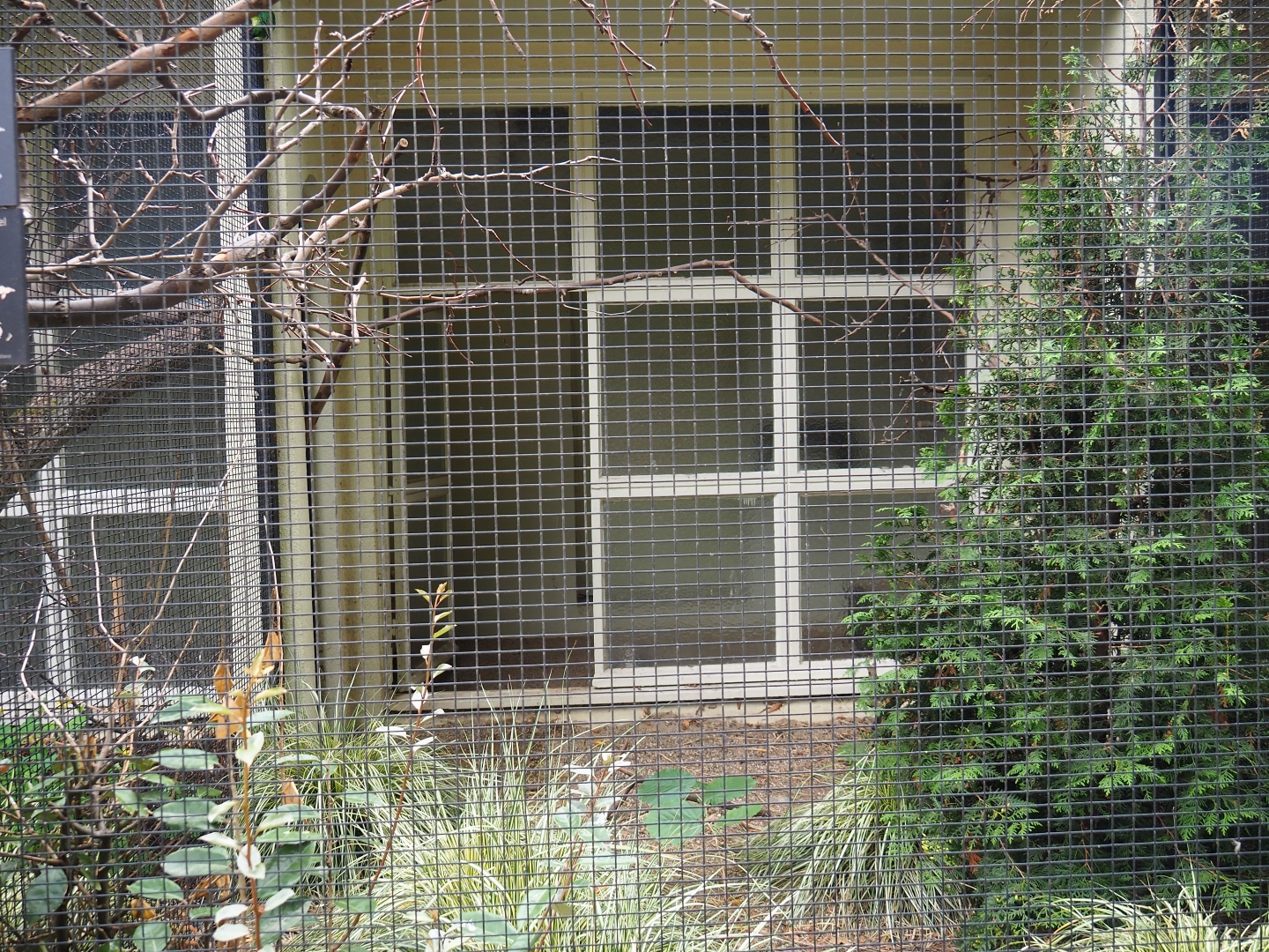 Aviary Swift parrot & California quail