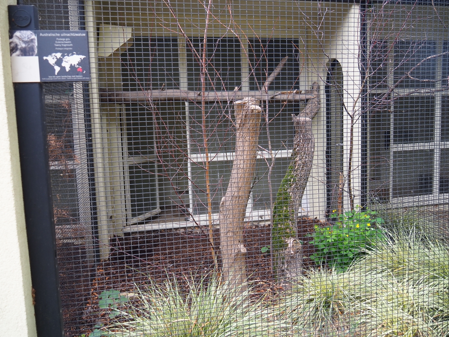 Aviary Tawny frogmouth (Podargus strigoides)