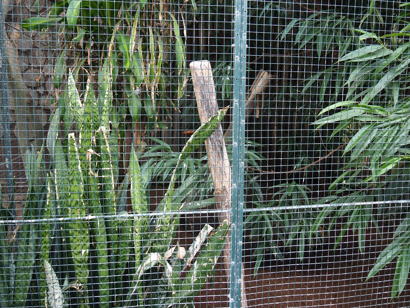 Aviary Tawny frogmouth - Superb parrot - Blue-faced honeyeater - Bali myna (Sep 2nd, 2018)
