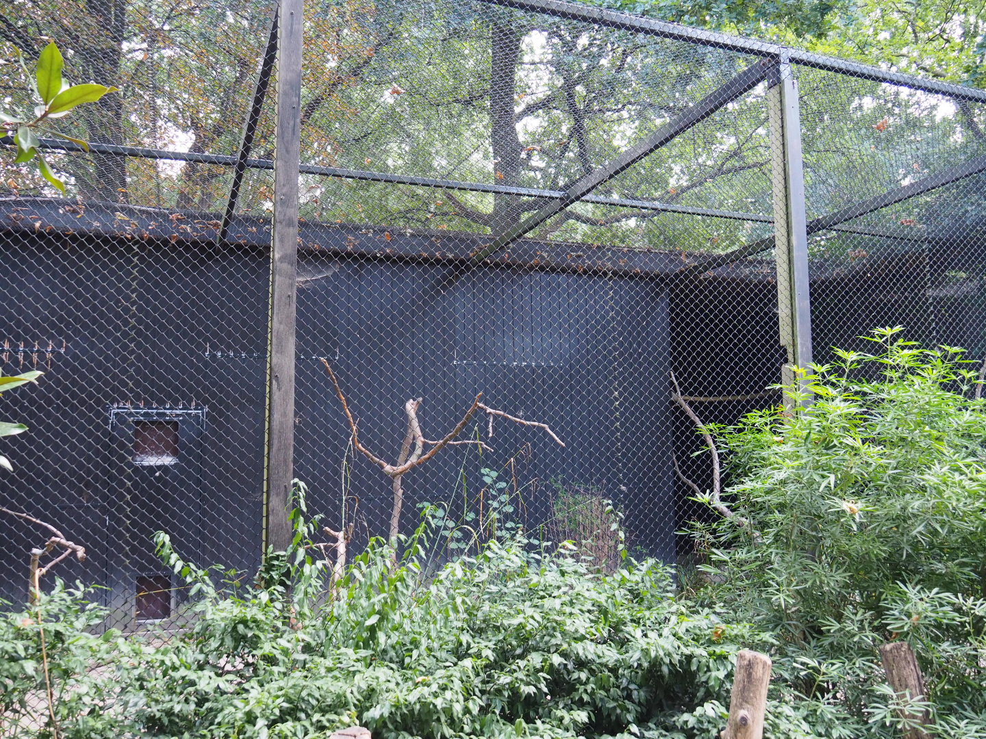 Aviary temporarily housing a Striated caracara, 2020-08-15