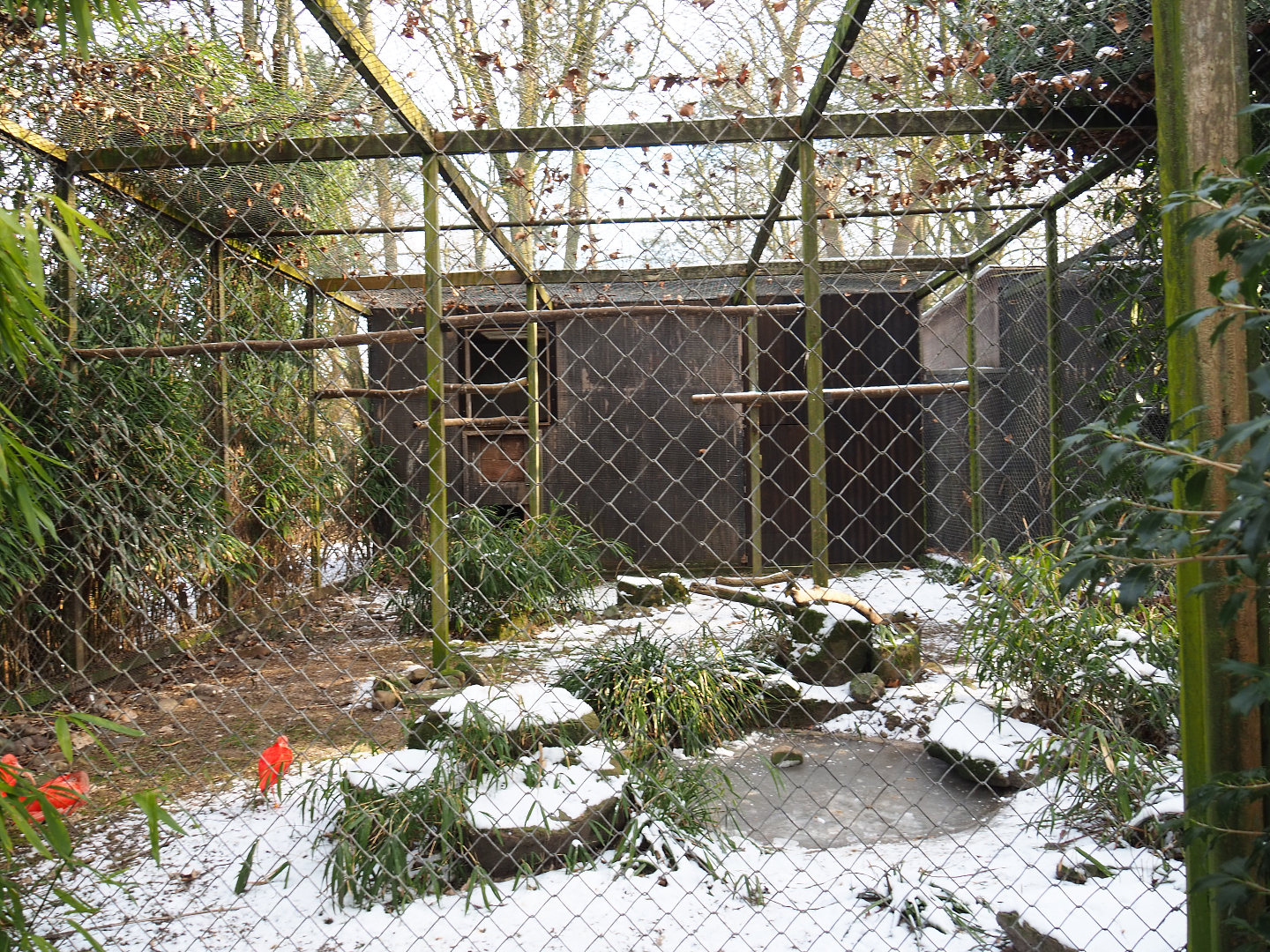 Aviary temporarily housing Scarlet and Black-faced ibis, 2021-02-14