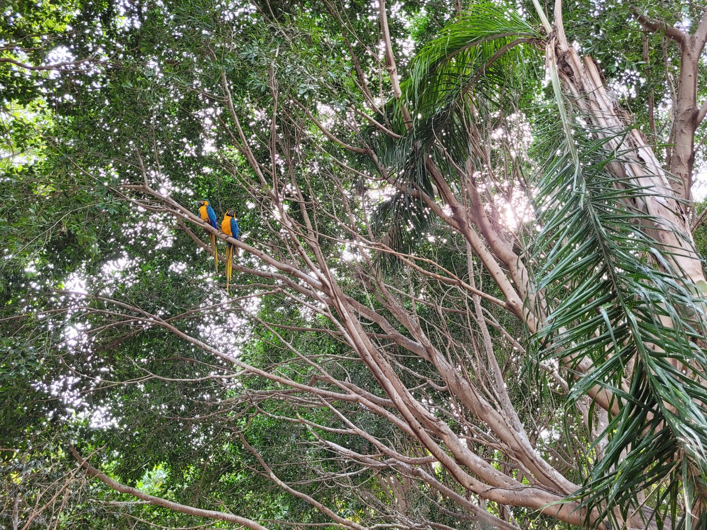 Aviary -TerraNatura Benidorm (2022)