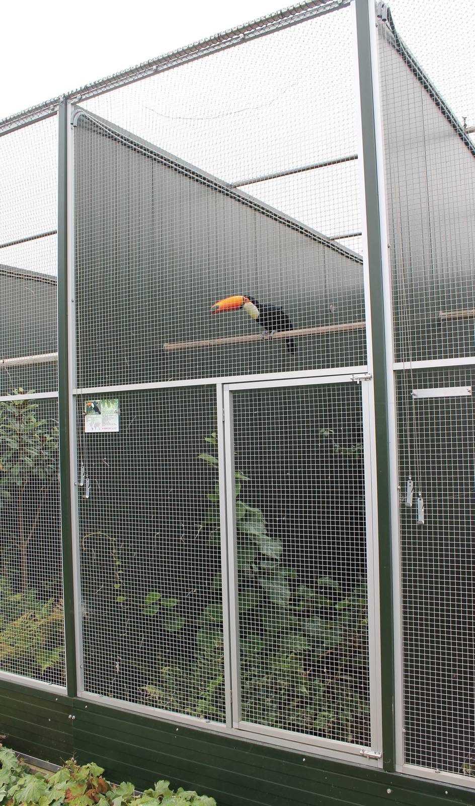 Aviary Toco toucans