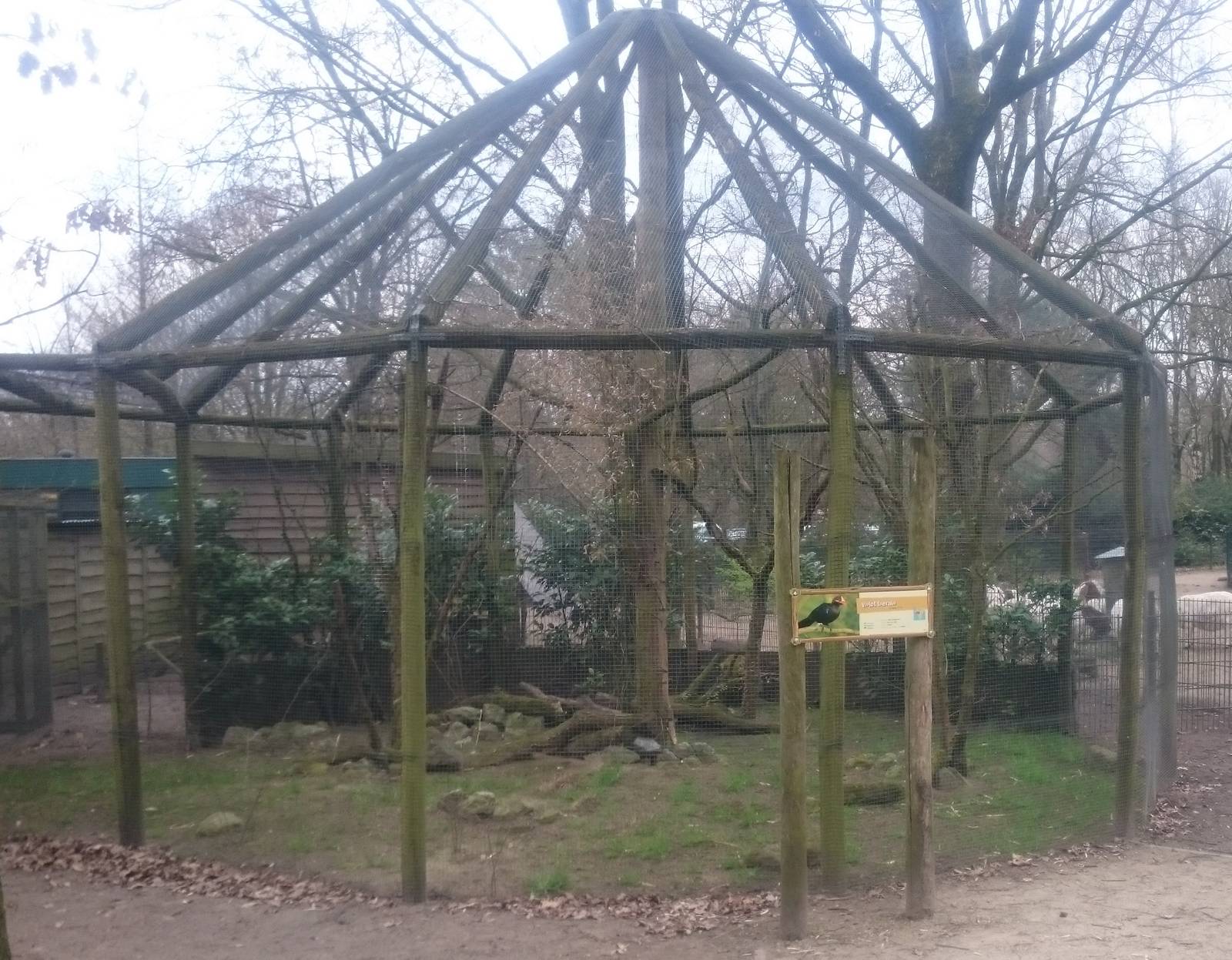 Aviary Touraco and Starling