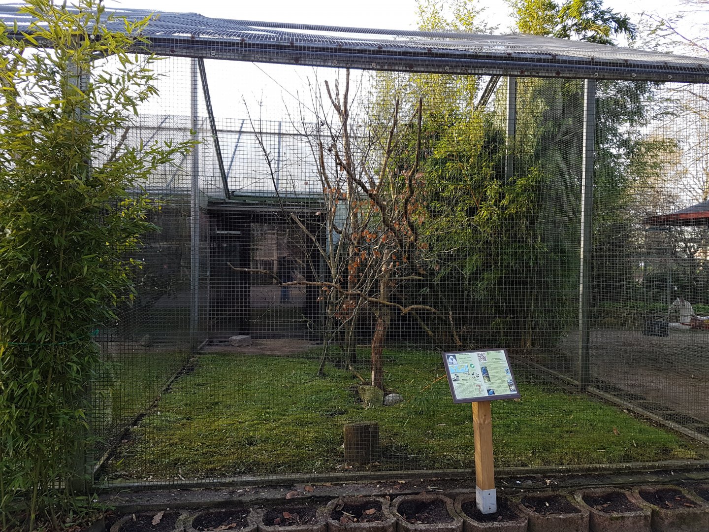 Aviary Triton cockatoo