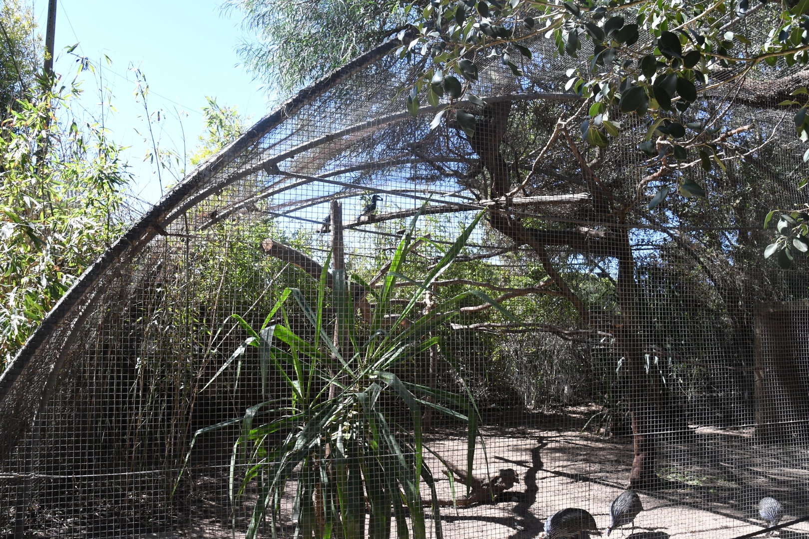 Aviary (Trumpeter Hornbill and Vulturine Guineafowl)