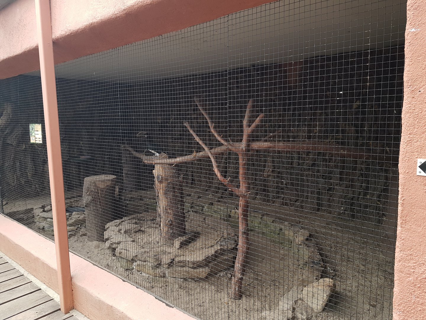 Aviary Trumpeter hornbill