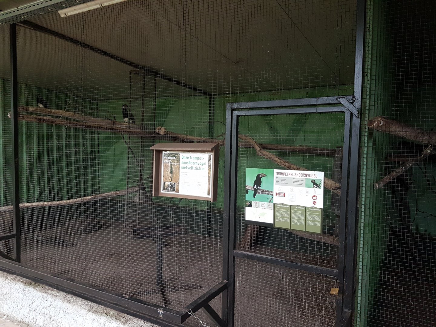 Aviary Trumpeter hornbill