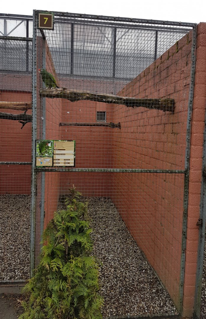 Aviary Tucuman amazon