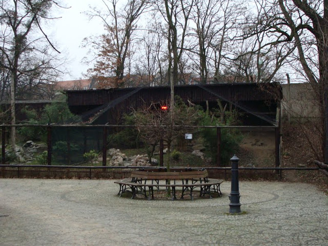 Aviary - Urocissa erythrorhyncha