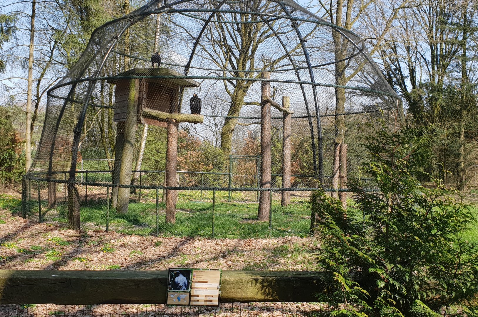 Aviary Verreaux eagle
