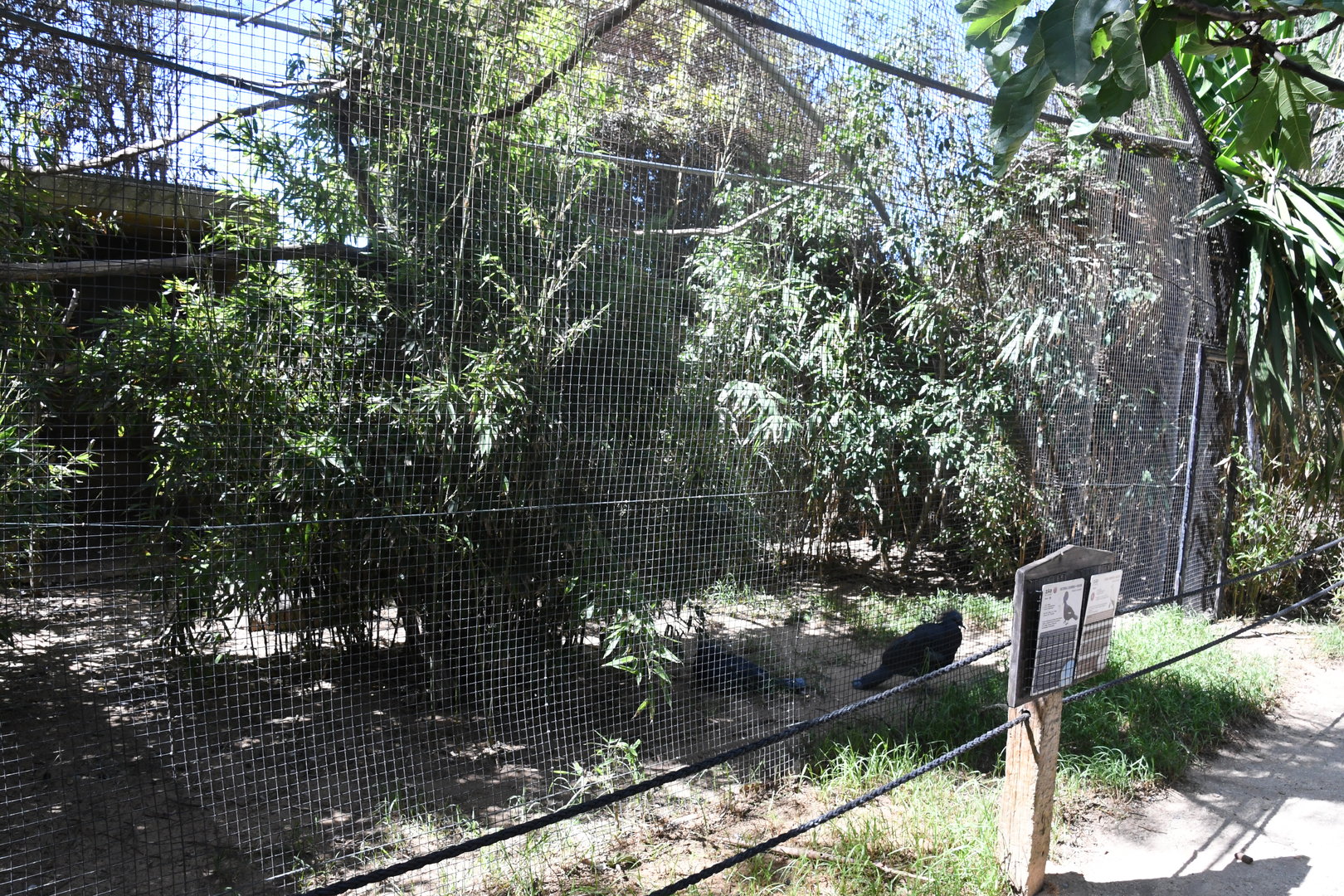 Aviary (Victoria Crowned Pigeon, Pied Imperial Pigeon)