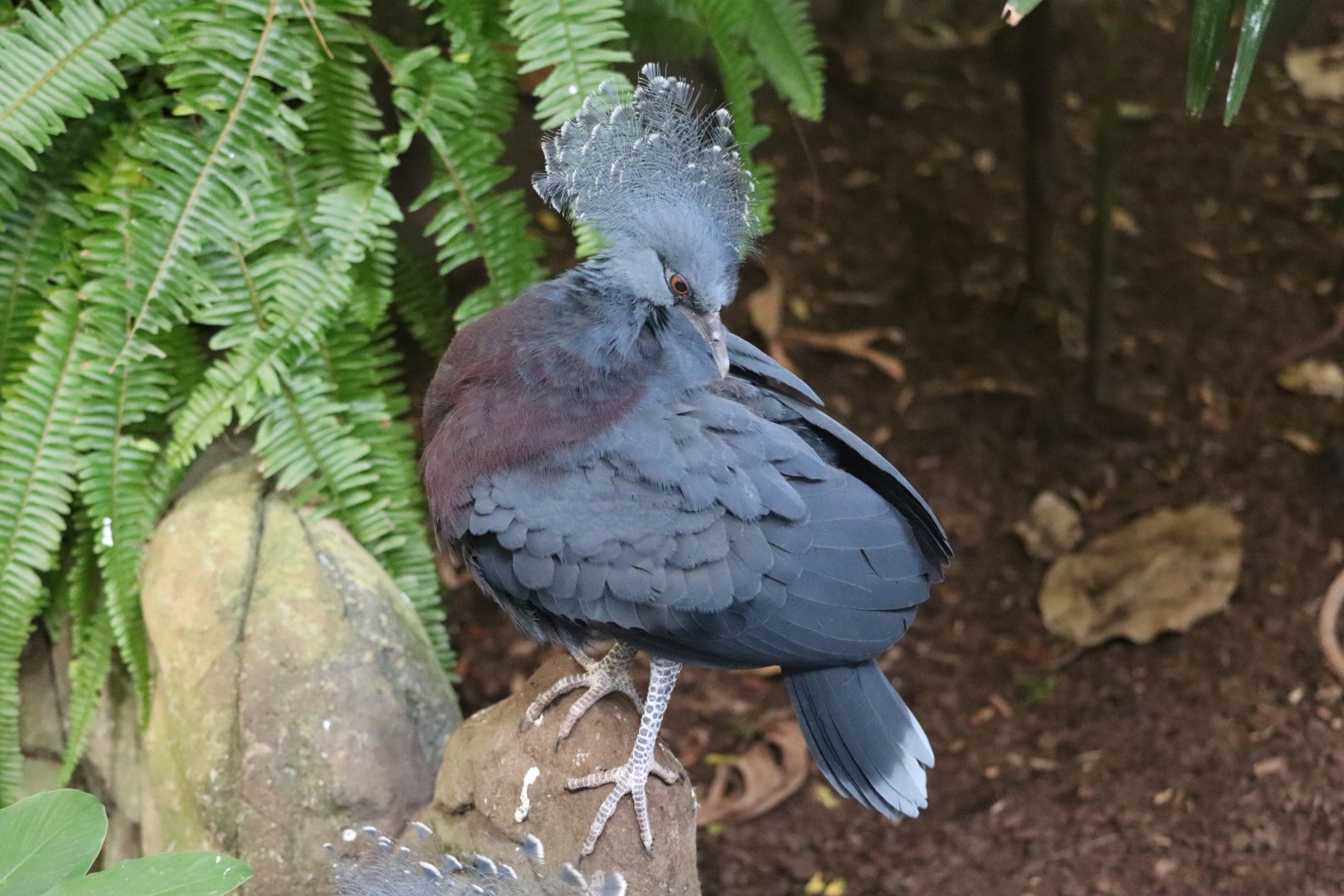 Aviary - Victoria Crowned Pigeon