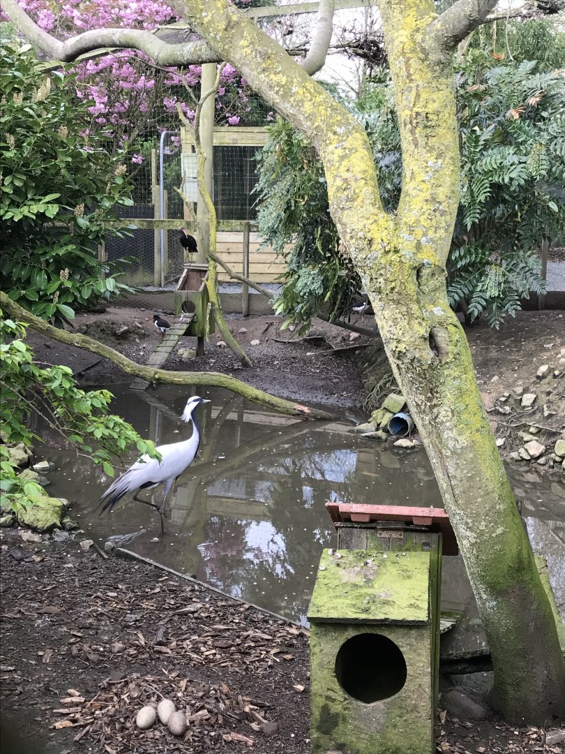 Aviary view including Demoiselle crane 280418